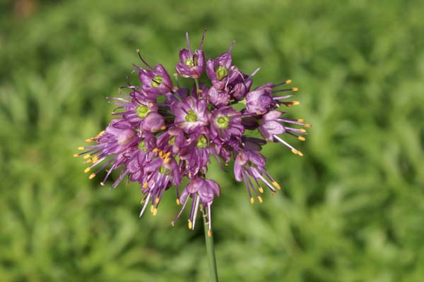 Allium thunbergii