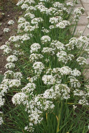 Allium tuberosum