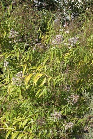 Aloysia triphylla