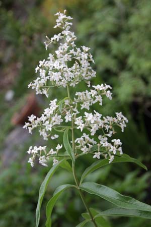 Aloysia triphylla