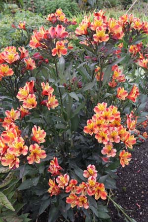 Alstroemeria 'Indian Summer'