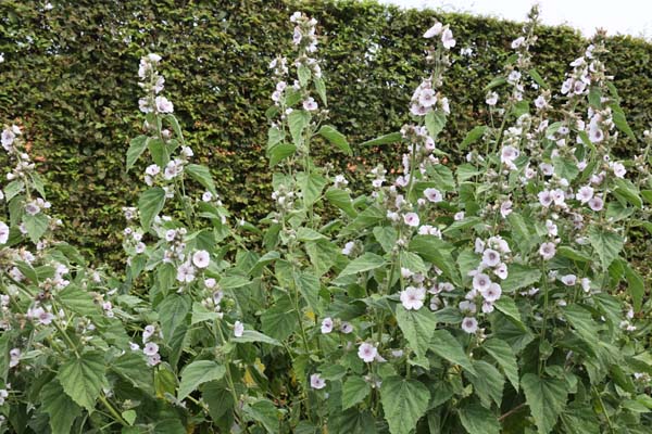 Althaea officinalis