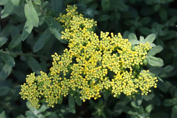 Alyssum markgrafii