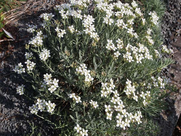 Alyssum pyrenaicum (Ptilotrichum p.)