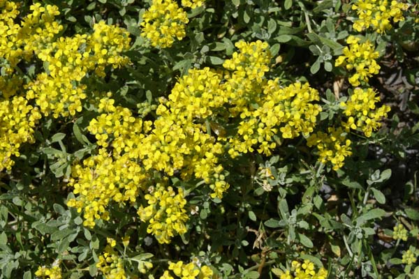 Alyssum propinquum