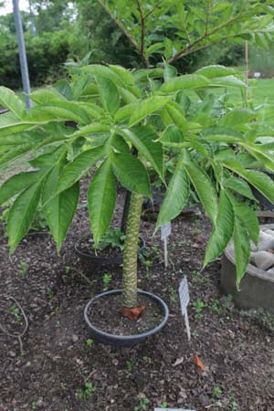 Amorphophallus