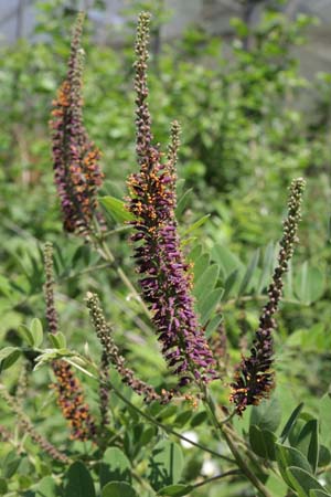 AMORPHA fruticosa