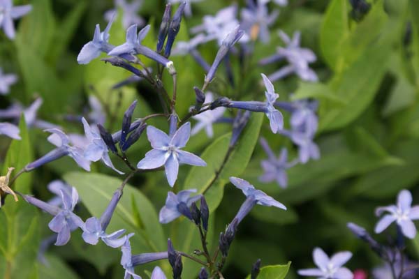 Amsonia 'Blue Ice'