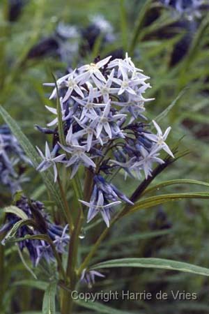 Amsonia ciliata 'Selekt'