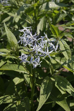 Amsonia elliptica hybride