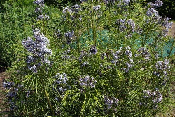 Amsonia hubrichtii