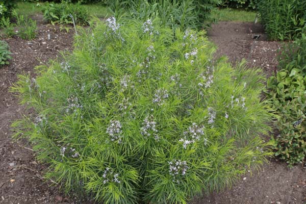 Amsonia hubrichtii