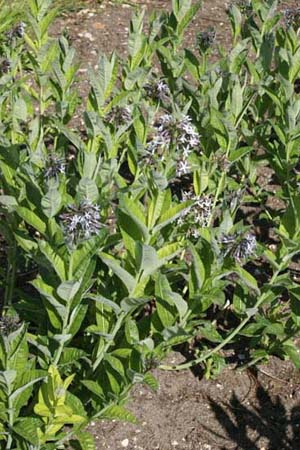 Amsonia ludoviciana