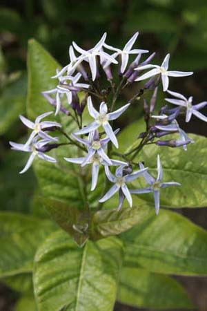 Amsonia ludoviciana