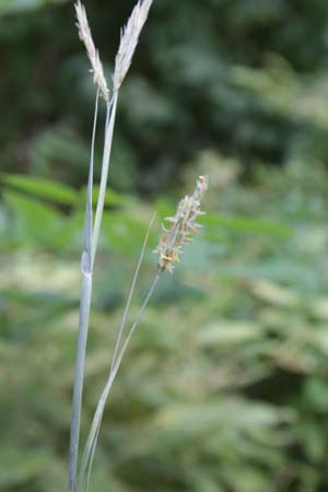 Andropogon hallii