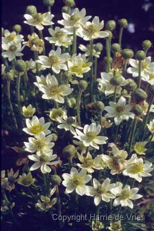 Anemone drummondii