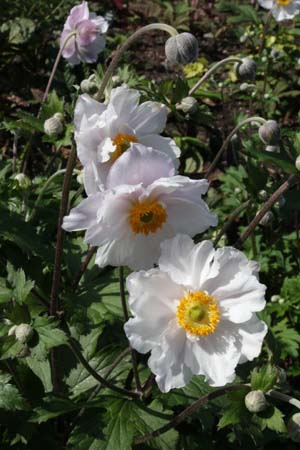 Anemone 'Dreaming Swan'