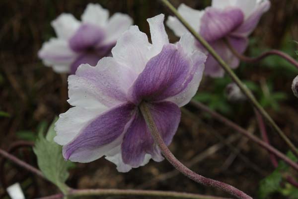 Anemone 'Dreaming Swan'