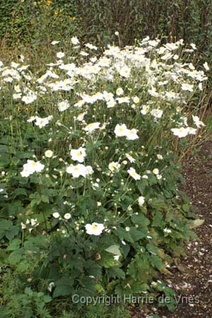 Anemone hybrida 'Andrea Atkinson'