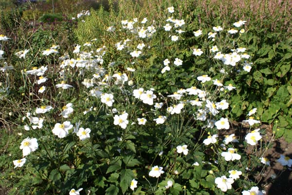 Anemone hybrida 'Andrea Atkinson'