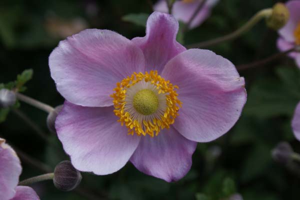 Anemone hybrida 'Ouverture'