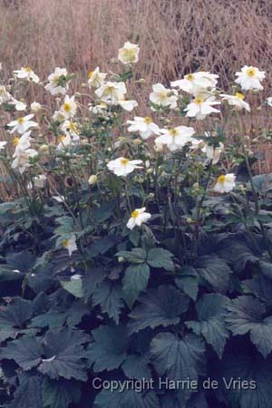 Anemone hybrida 'Honorine Jobert'