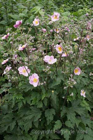 Anemone hybrida 'Ouverture'