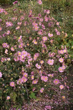 Anemone hybrida 'Pamina'