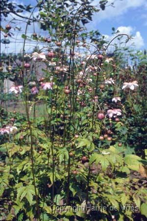 Anemonopsis macrophylla