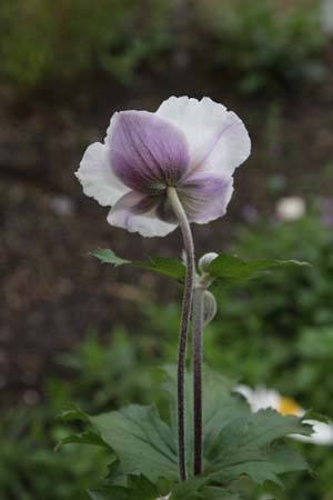 Anemone 'Majestic'