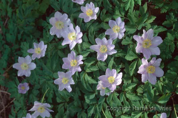 Anemone nemorosa 'Robinsoniana'