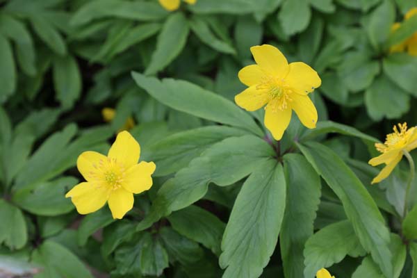 Anemone ranunculoides 'Antiesen'