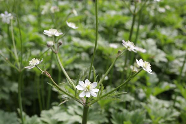 Anemone tetrasepala