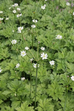 Anemone tetrasepala