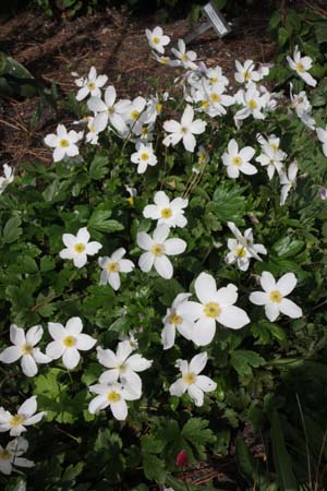 Anemone 'Wild Swan'