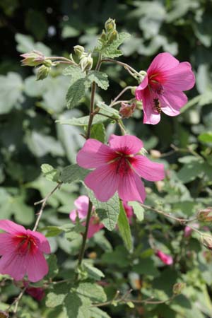 Anisodontea 'El Rayo'