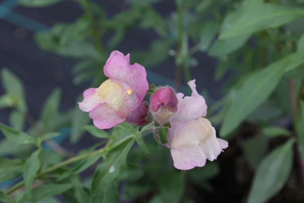 Antirrhinum hispanicum x majus 'Birgit'