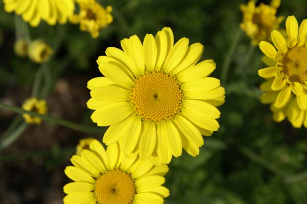 Anthemis tinctoria 'Eva' (Dwarf Frm)