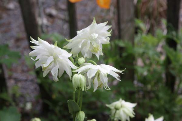 Aquilegia vulgaris 'Greenapples'