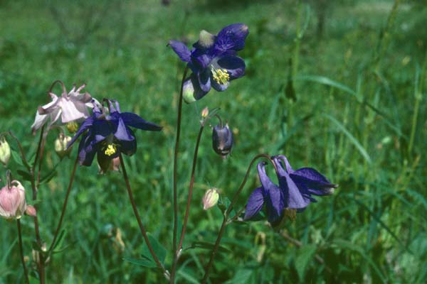 Aquilegia vulgaris (wilde vorm)