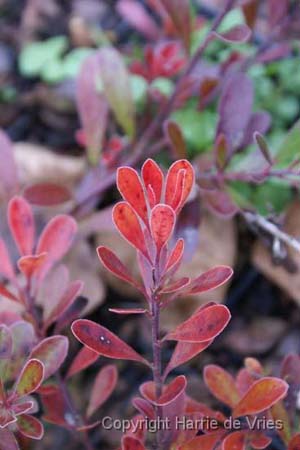 Arctostaphylos