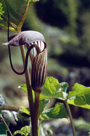 Arisaema elephas (syn. rhombiforme)