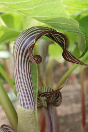 Arisaema fargesii