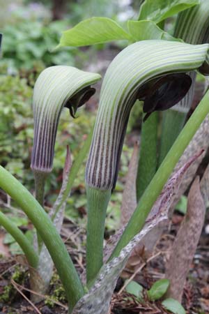 Arisaema ringens