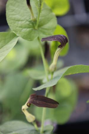 Aristolochia rotunda