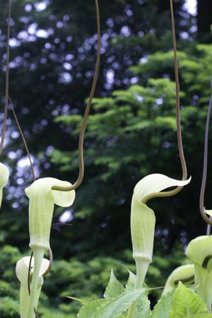 Arisaema tortuosum