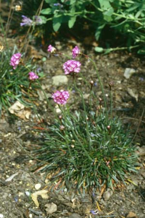 Armeria maritima 'Vesuv'