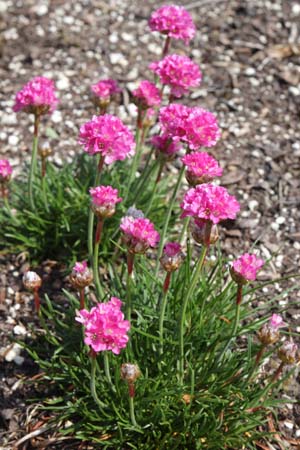 Armeria maritima 'Düsseldorfer Stolz'