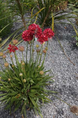 Armeria pseudarmeria 'Ballerina Red'