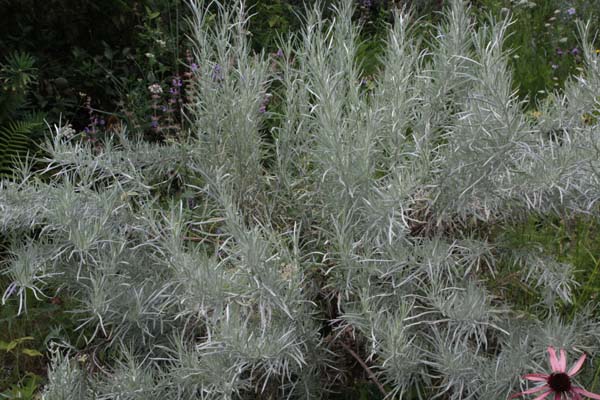 Artemisia cana